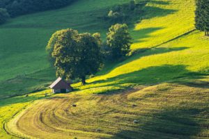 landscape-field